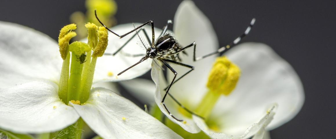 Aedes albopictus femelle © Nil Rahola, IRD